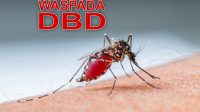 64 Kasus DBD Tersebar di 10 Wilayah di Agam