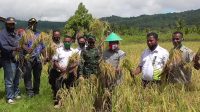 Panen Raya Padi Sawa Di Kampung Sobey Indah, Distrik Teluk Duairi, Simbolis Dilakukan Oleh Bupati Teluk Wondama