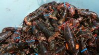 KKP Hentikan Sementara SPWP Ekspor Benih Bening Lobster