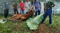 Hari Ketiga Idul Adha, Sekretariat DPRD Bangka Potong Hewan Qurban