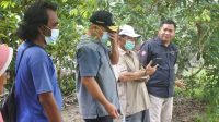 Pastikan Bantuan Sapi dan Bibit Pakan Ternak, Komisi II DPRD Babel Tinjau Poktan di Belinyu