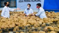 Porang Potential as Future Healthy Food: President Jokowi