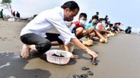 Saat Presiden Jokowi Lepas Tukik Bersama Masyarakat di Pantai Kemiren, Cilacap