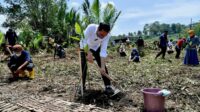Antisipasi Perubahan Iklim, Presiden Jokowi Tanam Mangrove Bersama Masyarakat di Cilacap