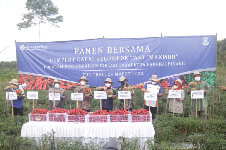 Panen Cabai Bersama Petani, Molen Ingin Jadikan PGK Tonggak Agro-Swasembada