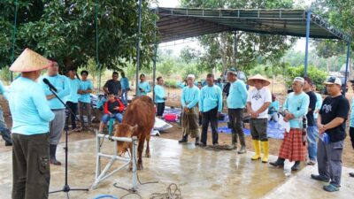 Pemkot Pangkalpinang Suka Cita Merayakan Idul Adha 1443 H, Molen : Kita Distribusikan Qurban Dari Pintu Ke Pintu