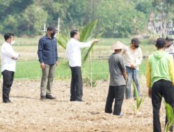 President Jokowi Reminds Farmers to Take Good Care of Dwarf Coconut Trees