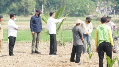 President Jokowi Reminds Farmers to Take Good Care of Dwarf Coconut Trees