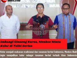 Imbangi Ginseng Korea, Menkes Minta Kelor di Teliti Serius
