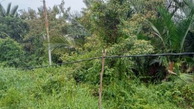 Warga Keluhkan Lambatnya Perbaikan Kabel SKU Listrik PLN ULP Selat Panjang yang Rusak di Meranti
