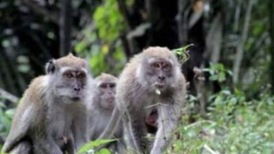 Habitat Berkurang Diduga Kelaparan, Segerombolan Monyet Liar Serobot Tanaman Warga