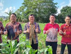Lapas Kelas IIA Pangkalpinang Kembangkan Perkebunan Jagung untuk Ketahanan Pangan