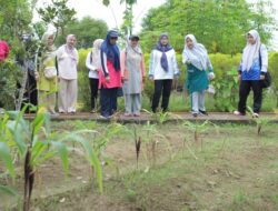 Ketua PKK Asahan Semangat Panen di Dua Lokasi Hatinya PKK