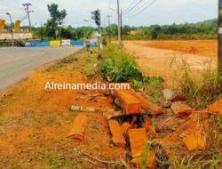 Berjejer Pohon di Tepi Jalan KM 22 Gunung Lengkuas Diduga Dibabat Habis