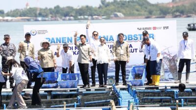 Wapres Gibran Panen Perdana Lobster di Batam, Hasil Capai 1,7 Ton