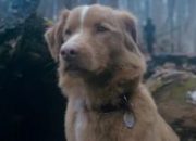 Film Good Boy Tayang di CGV Grand Batam Mall Hari Ini, Kengerian dari Seekor Anjing
