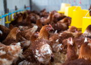 5 Alasan Bisnis Ayam Lokal Bisa Selamatkan Bisnismu