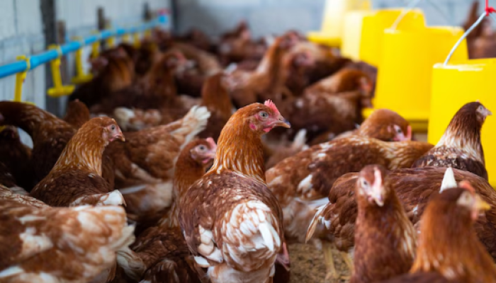 5 Alasan Bisnis Ayam Lokal Bisa Selamatkan Bisnismu