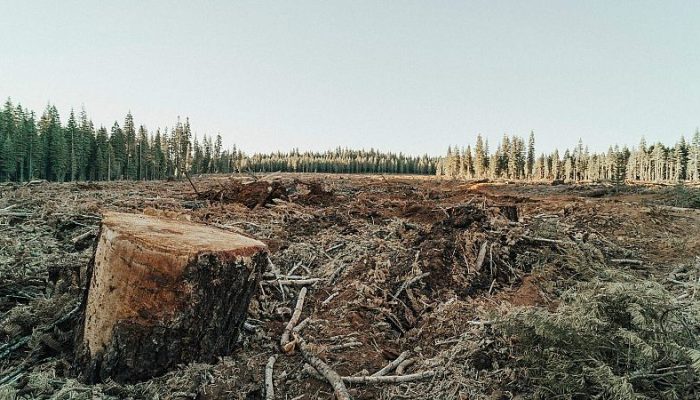 “Forests Must Be Protected”: Global Efforts Falling Short of 2030 Goal