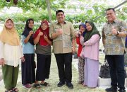 Ini Dia Screenhouse Buah Anggur Tembeling