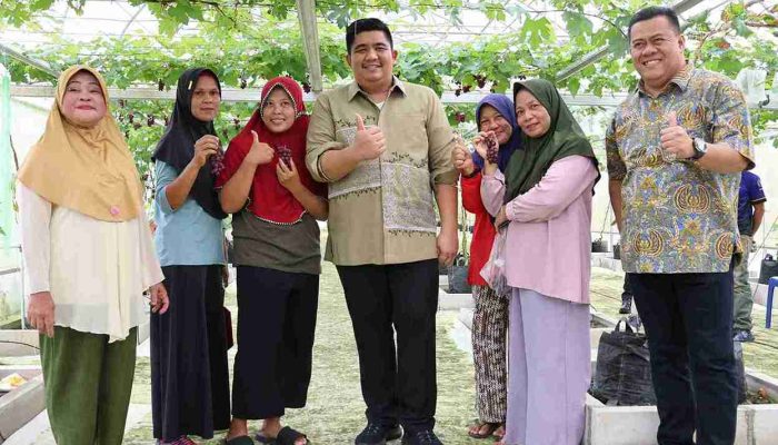 Ini Dia Screenhouse Buah Anggur Tembeling