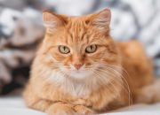Cat Owner Fined £1,100 for Pet’s Garden Invasion in France