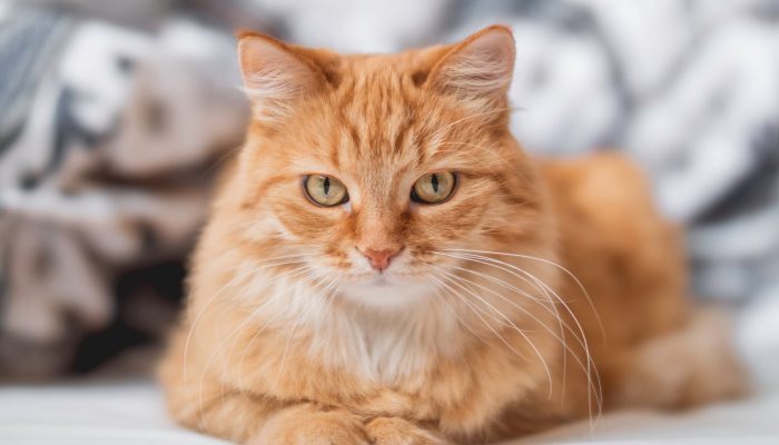 Cat Owner Fined £1,100 for Pet’s Garden Invasion in France