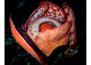 Fakta Menyentuh Penemuan Rafflesia Hasseltii di Sumatera: Sangat Langka, Para Peneliti Terharu