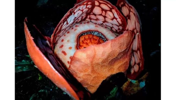 Fakta Menyentuh Penemuan Rafflesia Hasseltii di Sumatera: Sangat Langka, Para Peneliti Terharu
