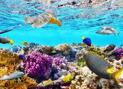 Soal Biologi Kelas 12: Ekosistem Laut dan Struktur Sel 2025