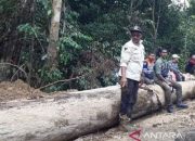 KDM Akan Terbitkan Larangan Penebangan Hutan di Jabar, Ajak Pengambil Keputusan Bertobat