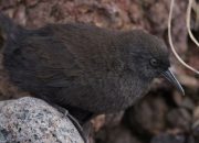 Rahasia Kehidupan Burung Tanpa Sayap di Pulau Atlantik Terpencil