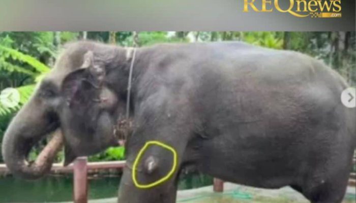 Gajah Mason Park Dicoreti Cat, Lirabica Murka