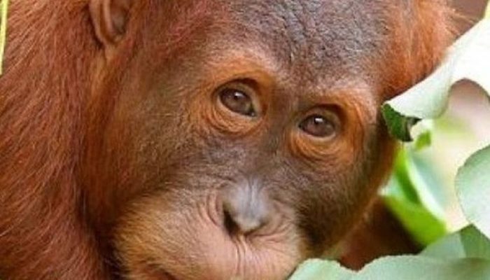 Tragis: Orangutan Tapanuli Langka Ditemukan Mati di Tumpukan Kayu