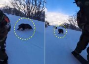 Bear Attack on Japanese Snowboarder