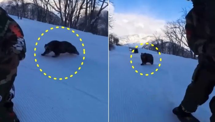 Bear Attack on Japanese Snowboarder