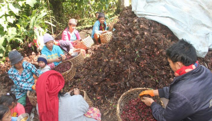Nepal’s Cardamom Boom: Diversify Exports Now