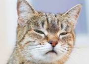 Sifat Cuek Kucing: Apa yang Tersembunyi?