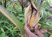 Benarkah ladang jagung yang diresmikan Gibran gagal panen? Ini faktanya