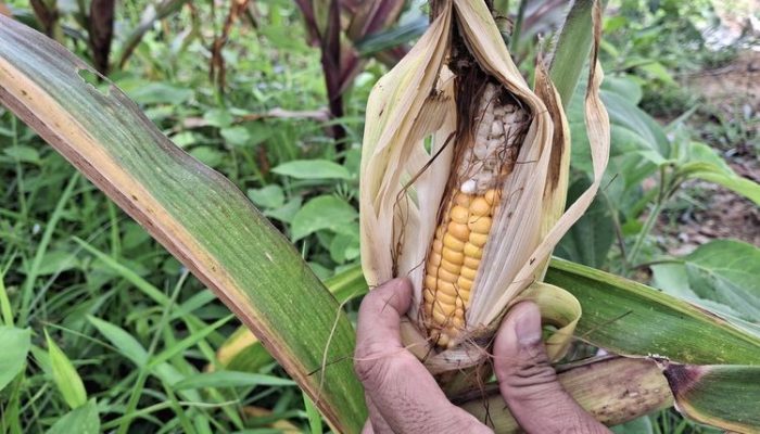 Benarkah ladang jagung yang diresmikan Gibran gagal panen? Ini faktanya