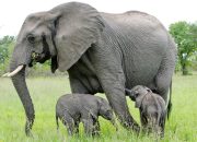 Gajah Sumatera: Harapan di Rawa Tripa
