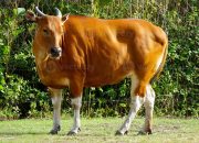 Banteng Jatim Juara Soekarno Cup 2025 Usai Tundukkan Bali Lewat Drama Penalti