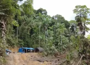 Tokoh Adat Papua: Dukung Pemerintah Berantas Tambang Ilegal