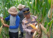 Bulog Gandeng Polisi Kejar Target Serap Jagung