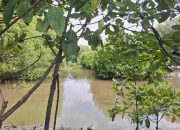 Risma: Mangrove, Pagar Laut Alami Wajib di Pesisir RI