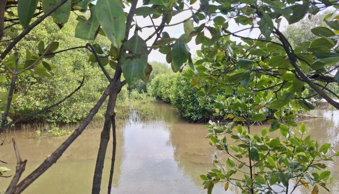Risma: Mangrove, Pagar Laut Alami Wajib di Pesisir RI