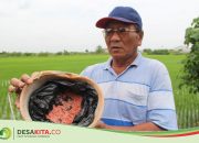 Alokasi pusat tak seimbang! Petani Jombang hadapi defisit pupuk subsidi 25 ribu ton di tahun 2026