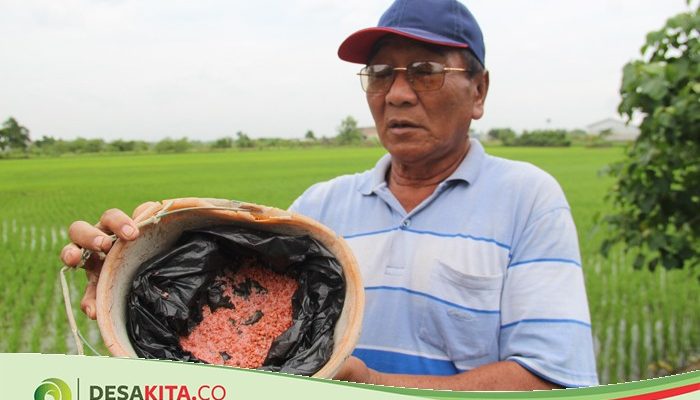 Alokasi pusat tak seimbang! Petani Jombang hadapi defisit pupuk subsidi 25 ribu ton di tahun 2026