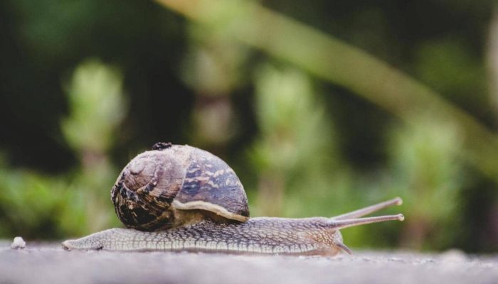 Garam: Senjata Mematikan Siput
