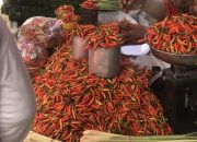 Harga Cabai Rawit Meroket Jelang Ramadan di Pasar Sigi